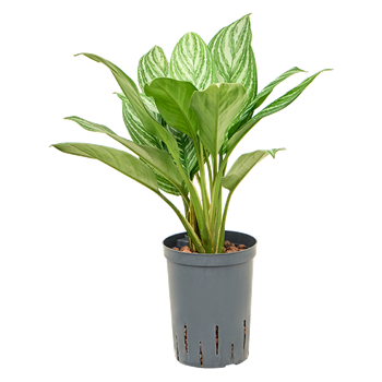 Aglaonema 'Stripes' 1AGSTBP12