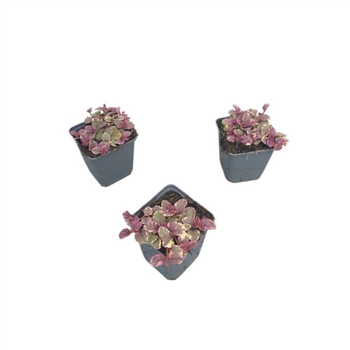 Ajuga reptans 'Burgundy Glow' F00008934