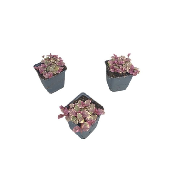 Ajuga reptans 'Burgundy Glow' F00008934