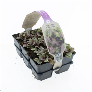 Ajuga reptans 'Burgundy Glow' F00008935
