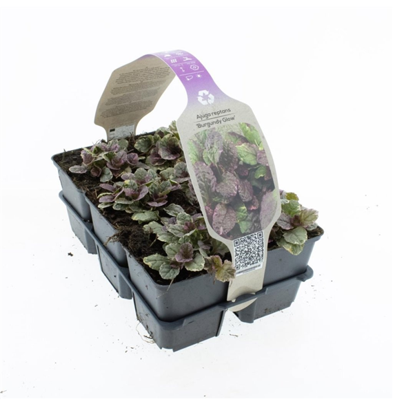 Ajuga reptans 'Burgundy Glow' F00008935