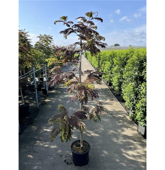 Albizia julibrissin 'Summer Chocolate' F00008658