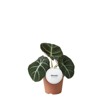 Alokazija 'Black Velvet' F00004906