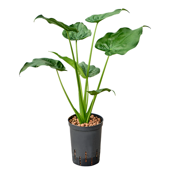 Alokazija cucullata 1ALCUBU08