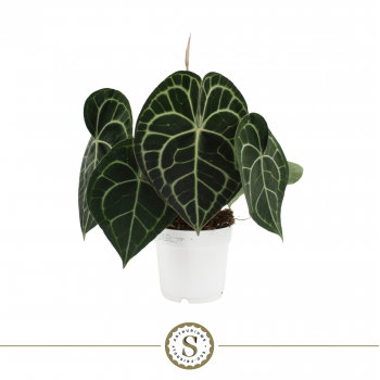 Anthurium Clarinervium F00000207