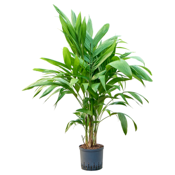 Areca triandra 1ARTRTU24
