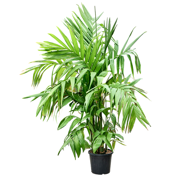 Areca triandra 4ARTRTU44