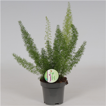 Asparagus densiflorus 'Myers' F00001228