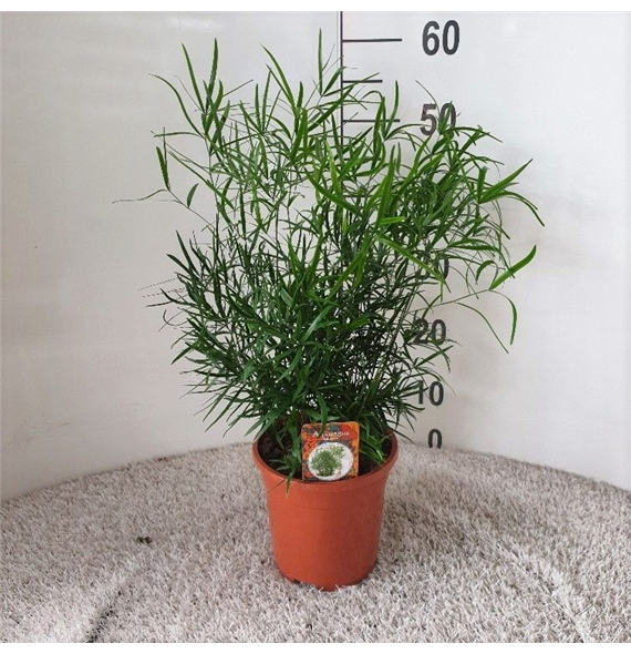 Asparagus falcatus F00005283