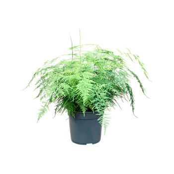 Asparagus setaceus F00005279