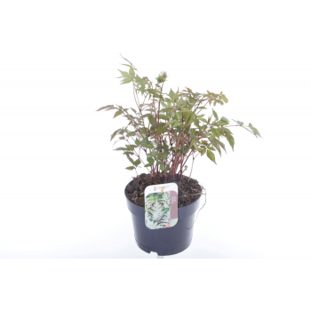 Astilbe japonica 'Deutschland' F00005496