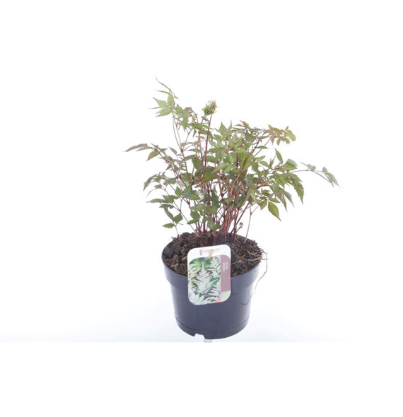 Astilbe japonica 'Deutschland' F00005496