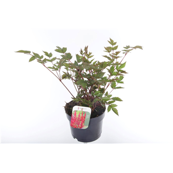 Astilbe japonica 'Montgomery' F00005498