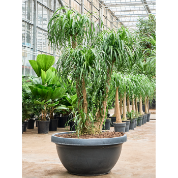 Nolina Beaucarnea recurvata 4BEREV650