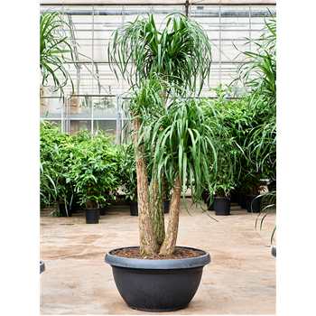 Nolina Beaucarnea recurvata 4BEREV550