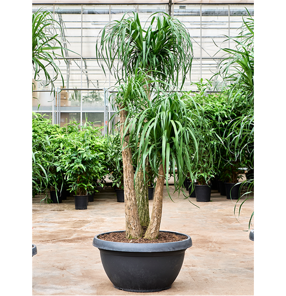 Nolina Beaucarnea recurvata 4BEREV550