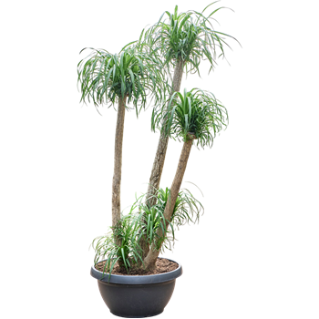 Nolina Beaucarnea recurvata 4BEREV580