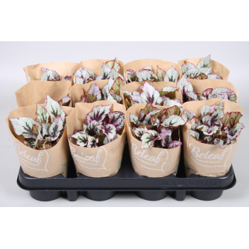 Bladbegonia Beleaf mix F00001086
