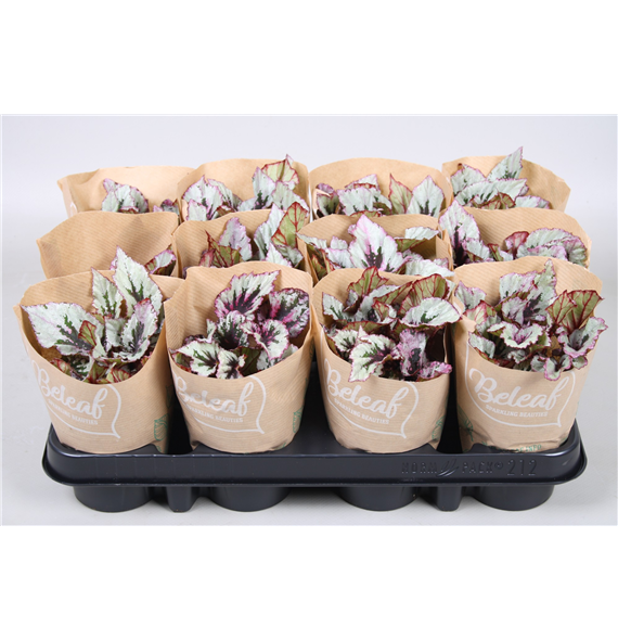 Bladbegonia Beleaf mix F00001086