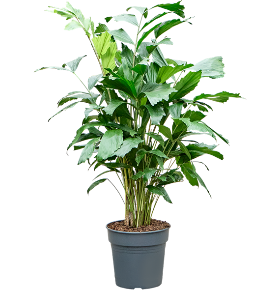 Caryota mitis 4CAMIB007