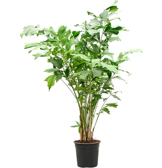Caryota mitis (120-140) 4CAMIBU77