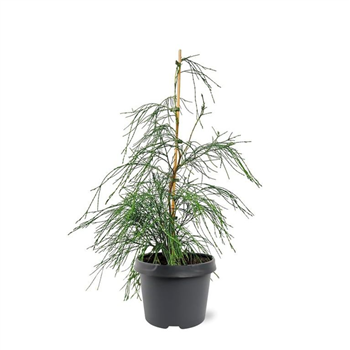 Chamaecyparis lawsoniana 'Drooping Solo' F00008250