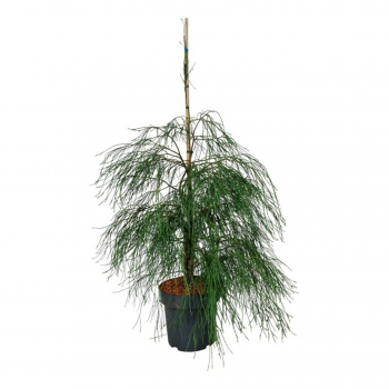 Chamaecyparis lawsoniana 'Drooping Solo' F00008768