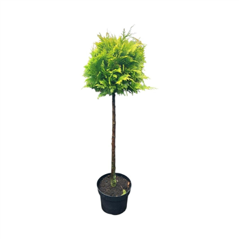 Chamaecyparis lawsoniana 'Stardust' F00008901