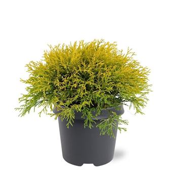 Chamaecyparis pisifera 'Filifera Aurea' F00007904