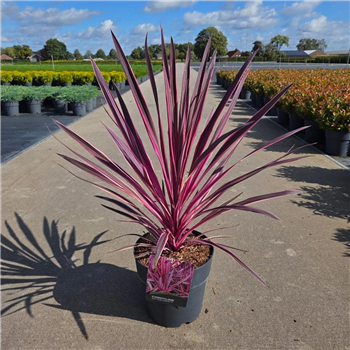 Cordyline australis 'Pink Passion' F00008654