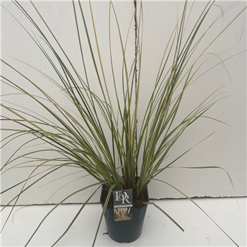 Cortaderia selloana 'Mini Goldpampas' F00003904