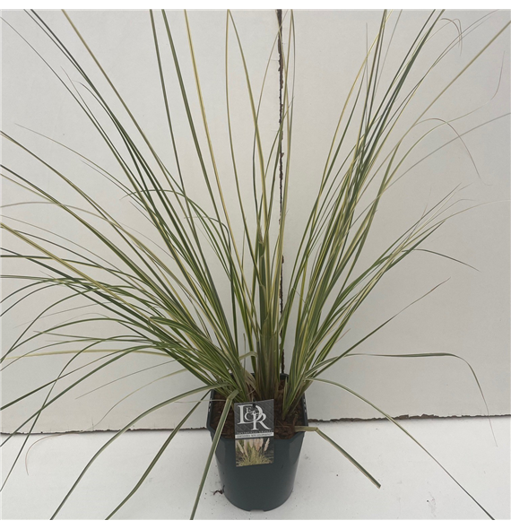 Cortaderia selloana 'Mini Goldpampas' F00003904