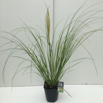 Cortaderia selloana 'Mini Pampas' F00003862