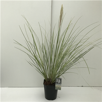 Cortaderia selloana 'Mini Silverpampas' F00003861