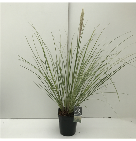 Cortaderia selloana 'Mini Silverpampas' F00003861