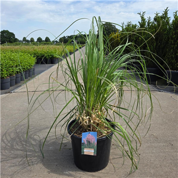 Cortaderia selloana 'Rosea' F00008692