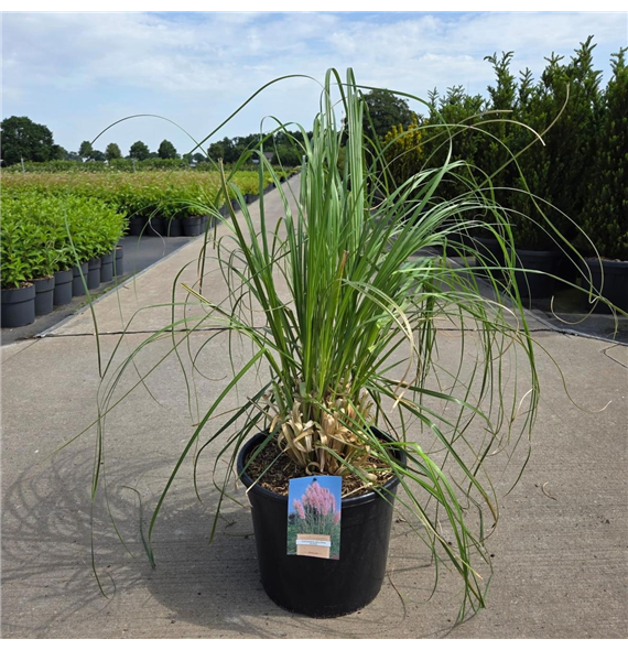 Cortaderia selloana 'Rosea' F00008692