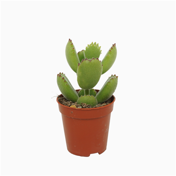 Cotyledon tomentosa subsp ladismithiensis F00004603