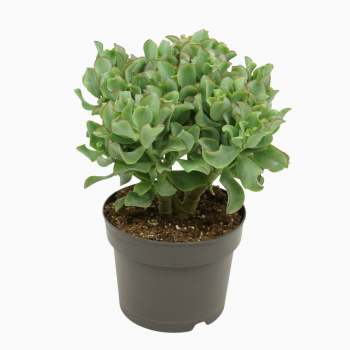 Crassula arborescens subsp undilatifolia 'Curly' F00001371