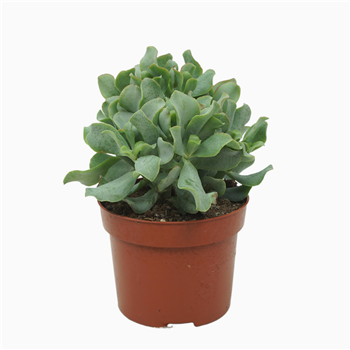 Crassula arborescens subsp undilatifolia 'Curly' F00001364