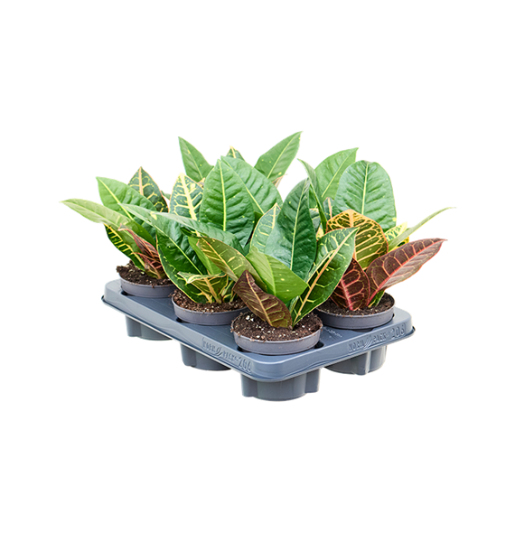 Croton (Codiaeum) variegatum 'Petra' 6/tray 4COPEBP12