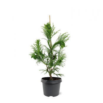 Cryptomeria japonica 'Cristata' F00008253