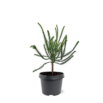 Cryptomeria japonica 'Dacrydioides' F00008254
