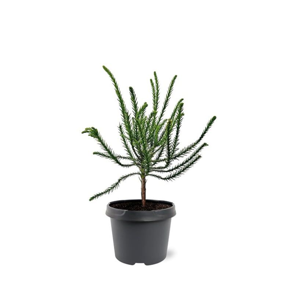 Cryptomeria japonica 'Dacrydioides' F00008254