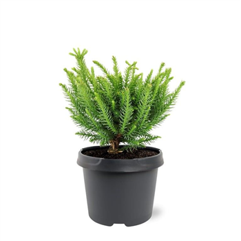 Cryptomeria japonica 'Dinger' F00008255