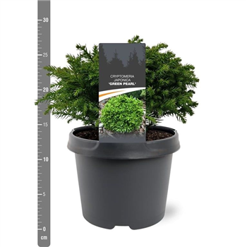 Cryptomeria japonica 'Green Pearl' F00008017