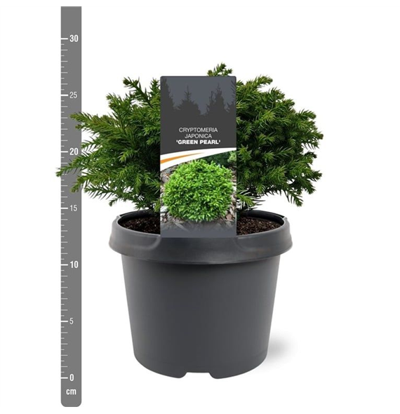 Cryptomeria japonica 'Green Pearl' F00008017