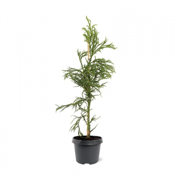 Cryptomeria japonica 'Rasen' F00008256