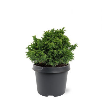Cryptomeria japonica 'Yokohama' F00008734