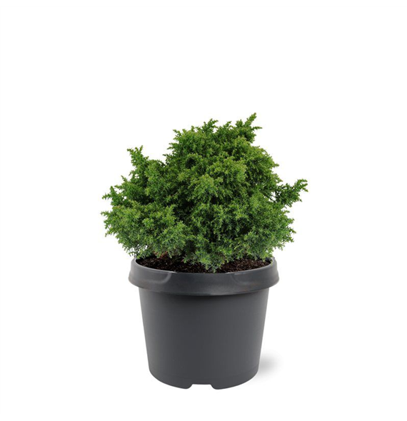 Cryptomeria japonica 'Yokohama' F00008734